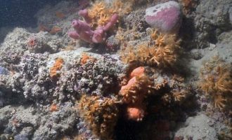 Βρέθηκε ο πρώτος κοραλλιογενής ύφαλος στη Μεσόγειο – Πού τον εντόπισαν