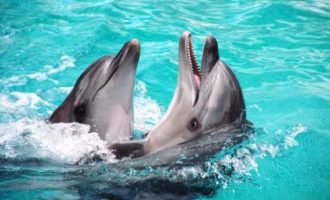 Oι Τούρκοι σκότωσαν δελφίνια στο Αιγαίο και προκαλούν με τις δηλώσεις τους