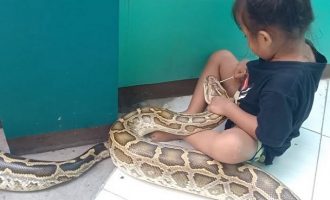 Απίστευτο: Τρίχρονη κάνει την οδοντίατρο σε ένα τεράστιο φίδι (βίντεο)