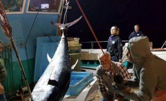 Καλύμνιοι ψαράδες έπιασαν τον μεγαλύτερο τόνο των ελληνικών θαλασσών (φωτο)