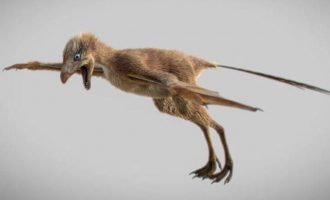 Κινέζοι ανακάλυψαν δεινόσαυρο με φτερά νυχτερίδας που έμοιαζε με ιπτάμενο σκίουρο