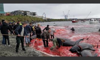 Στα Νησιά Φερόε σφάζουν φάλαινες και η θάλασσα είναι κόκκινη από το αίμα