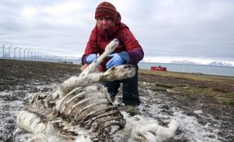 200 τάρανδοι βρέθηκαν νεκροί από την πείνα στην Αρκτική