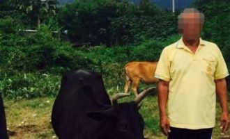 68χρονος το «έκανε» με αγελάδα – «Μου είπαν ότι είναι ωραίο»