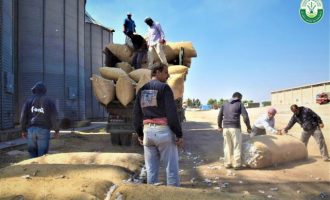 Κανονικά η συγκομιδή βαμβακιού στα υπό κουρδικό έλεγχο εδάφη της Συρίας