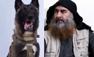 Αυτός είναι ο σκύλος που «έφαγε» τον Μπαγκντάντι της οργάνωσης Ισλαμικό Κράτος