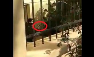Καταγγελία ΣΥΡΙΖΑ: Αστυνομικός έβγαλε όπλο μέσα στην ΑΣΟΕΕ (βίντεο)