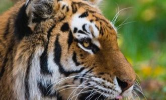 Τίγρεις και λιοντάρια σε ζωολογικό κήπο διαγνώστηκαν με Covid-19 – Τα κόλλησε άνθρωπος