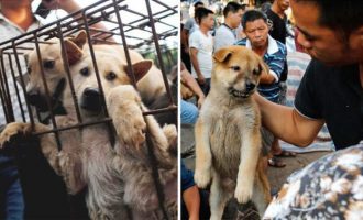 Ξεκίνησε στην Κίνα το φεστιβάλ που τρώνε σκύλους