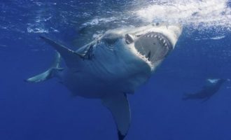 Καρχαρίας κατασπάραξε 63χρονη στις ΗΠΑ