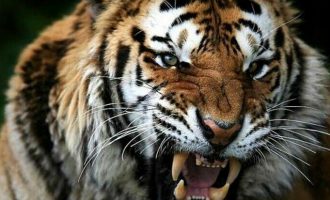 Ελβετία: Τίγρης της Σιβηρίας σκότωσε γυναίκα φύλακα ζωολογικού κήπου