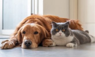 Σκύλος και μια γάτα κόλλησαν κορωνοϊό στη Γερμανία