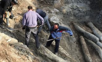 Λέσβος: Τι μαρτυρούν οι απολιθωμένοι κορμοί δέντρων που βρέθηκαν στις νέες ανασκαφές