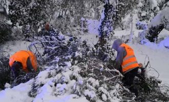 Εύβοια: Νεκρός άνδρας που καταπλακώθηκε από δέντρο λόγω κακοκαιρίας