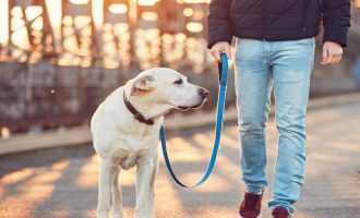 Πρόστιμο 300 ευρώ σε όσους βγάζουν βόλτα τον σκύλο χωρίς λουρί