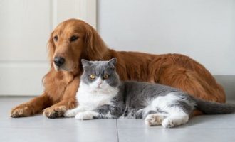 Κορωνοϊός: Η «βρετανική» μετάλλαξη βρέθηκε για πρώτη φορά σε σκύλους και γάτες σε Ευρώπη και ΗΠΑ