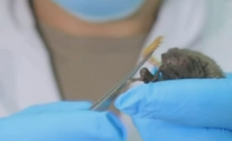 Νέο βίντεο αποδεικνύει την ύπαρξη ζωντανών νυχτερίδων στο εργαστήριο της Βουχάν