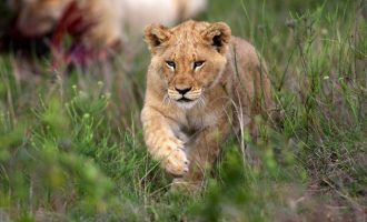 Λιοντάρι πέθανε από κορωνοϊό στην Ινδία