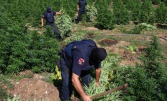 Συνελήφθησαν πέντε Αλβανοί αστυνομικοί ως μέλη κυκλώματος χασίς