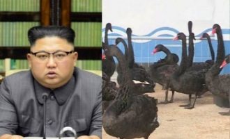 Κιμ Γιονγκ Ουν: Τρώτε μαύρους κύκνους – «Το κρέας τους είναι γευστικό και έχει φαρμακευτική αξία»