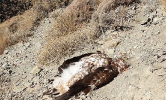 Περιβαλλοντικό έγκλημα: Σκότωσαν σπάνιο χρυσαετό στην Κρήτη
