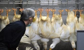 39.000 πάπιες με H5N1 στη Γερμανία – Η γρίπη των πτηνών εξαπλώνεται ταχύτατα στην Ευρώπη