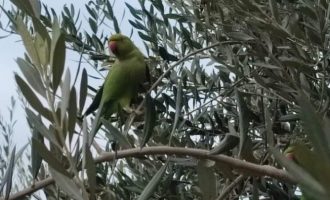 Γέμισε με πράσινους παπαγάλους η Θεσσαλονίκη