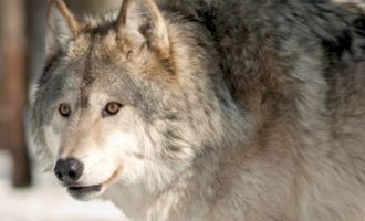 Θράκη: Λύκοι επιτίθενται σε σκύλους, τους σκοτώνουν και τους τρώνε