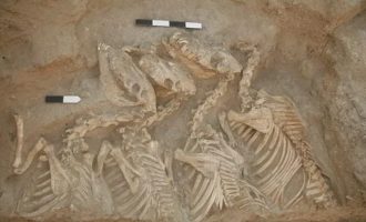 Γάιδαροι «υπερόπλα» της αρχαιότητας ανακαλύφθηκαν στη βόρεια Συρία