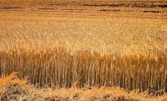 Ουκρανία: Απώλειες 6 δισ. δολ. επειδή σταμάτησαν οι εξαγωγές σιτηρών