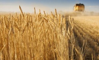 Ρωσία: Απαγόρευση εξαγωγών σιτηρών και ζάχαρης μέχρι τα τέλη Αυγούστου