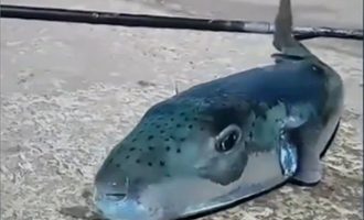 Κάλυμνος: Λαγοκέφαλος-τέρας 5,5 κιλά στο καλάμι ερασιτέχνη ψαρά
