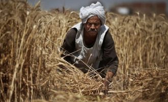 Λιγότερο σιτάρι έδωσε η Ινδία στην Αίγυπτο – Λύση: Αλεύρι από σιτάρι και πατάτα