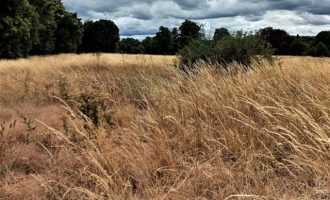 Πρωτοφανής ξηρασία στην Αγγλία – Τι απαγορεύεται