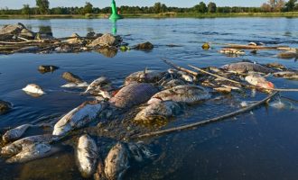 Διπλωματικό επεισόδιο Γερμανίας-Πολωνίας για τα νεκρά ψάρια του ποταμού Όντερ
