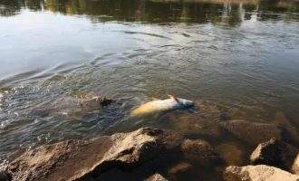 Τεράστια οικολογική καταστροφή στην Πολωνία: Τους 100 τόνους φτάνουν τα νεκρά ψάρια στον ποταμό Όντερ