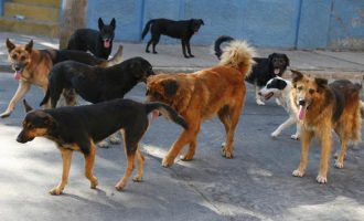 Καλαμάτα: Αγέλη σκύλων κατασπάραξε 34χρονη έξω από τη δουλειά της