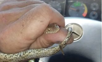 Χανιά: Φίδι μπήκε σε κλουβί και έφαγε τα καναρίνια