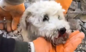 Σεισμός Τουρκία: Συγκλονιστικό βίντεο με τη διάσωση ενός μικρού σκύλου από τα συντρίμμια
