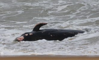 Κύπρος: Νεκρές φάλαινες ξεβράστηκαν στις ακτές – Πιθανώς από τους σεισμούς σε Τουρκία και Συρία
