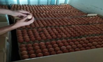 Το ΣΔΟΕ «έπιασε» φορτηγό με 302.400 αυγά Βουλγαρίας για το Πάσχα