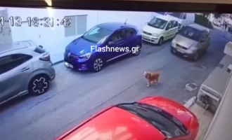 Κρήτη: Γυναίκα πάτησε με το αυτοκίνητο εν ψυχρώ σκύλο – Πρόστιμο 40.500 ευρώ (βίντεο)