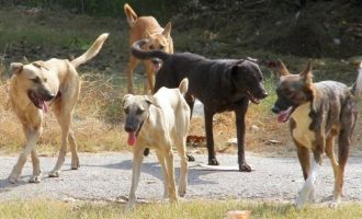Φρίκη στα Άνω Λιόσια: Νεκρή 68χρονη μετά από επίθεση αγέλης σκυλιών