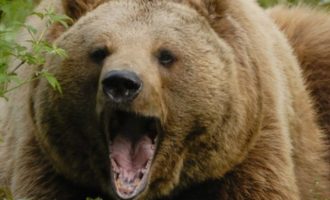 Αρκούδα επιτέθηκε σε άνδρα έξω από την Άρτα – Τον δάγκωσε σε πολλά σημεία