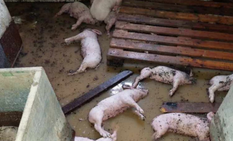 Υπ. Αγροτικής Ανάπτυξης: Νεκρά 45.000 ζώα από τις πλημμύρες στη Θεσσαλία