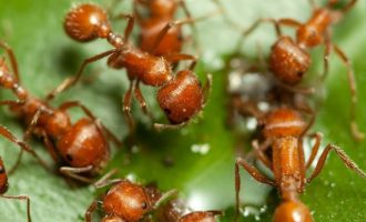 Τα καταστροφικά κόκκινα μυρμήγκια εισέβαλαν στην Ευρώπη