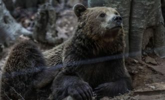 Νωρίτερα από κάθε χρονιά έπεσαν σε χειμερία νάρκη οι αρκούδες στο Νυμφαίο