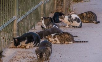 Μυστήριο στη Λάρισα: Εξαφανίστηκαν όλες οι γάτες από το χωριό Τερψιθέα