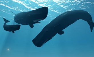 The SUN: Οι φάλαινες μιλούν σε μυστική γλώσσα