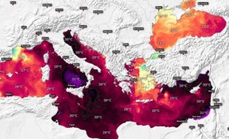 Λεοντόψαρα και λαγοκέφαλοι περνούν από την Ερυθρά Θάλασσα στη Μεσόγειο – Όλο και πιο ζεστή η θάλασσα